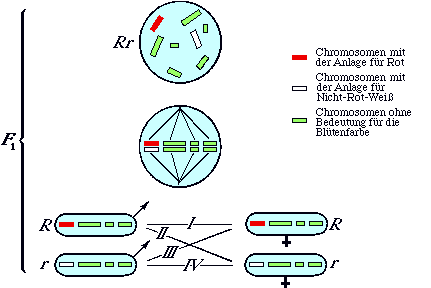 Abbildung 10.
Die Chromosomen von Mirabilis jalapa.