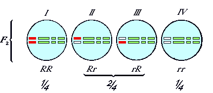 Abbildung 10.
Die Chromosomen von Mirabilis jalapa.