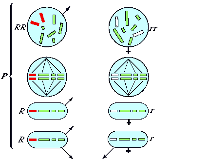 Abbildung 10.
Die Chromosomen von Mirabilis jalapa.