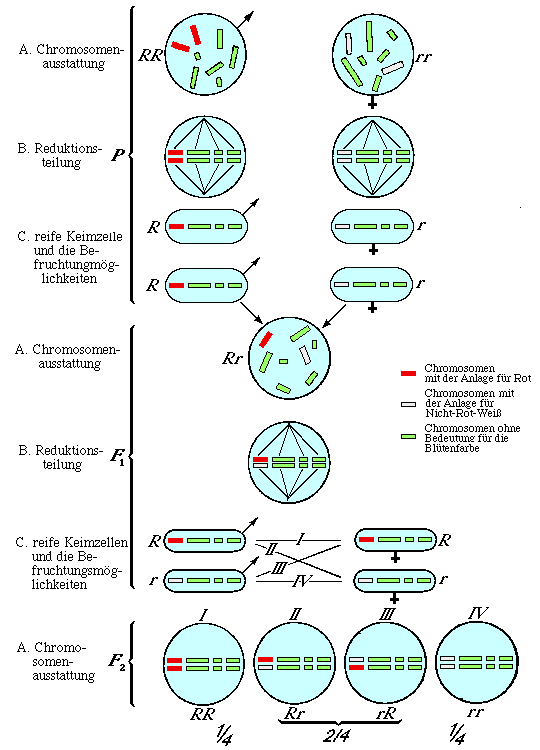 Abbildung 10.
Chromosomen von Mirabilis jalapa.