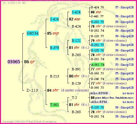 Pedigree of 03065 :
four generations presented