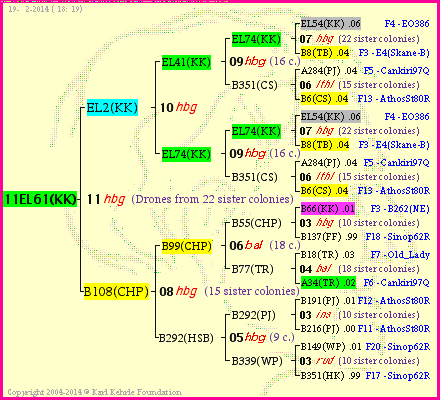 Pedigree of 11EL61(KK) :
four generations presented