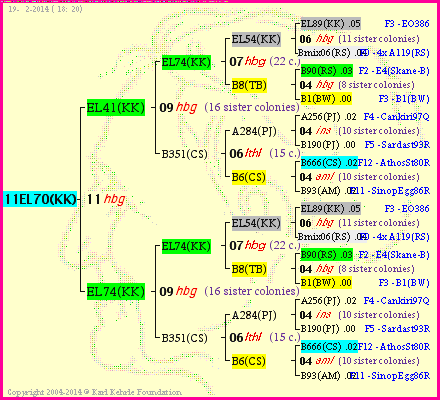 Pedigree of 11EL70(KK) :
four generations presented