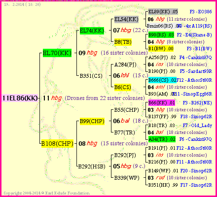 Pedigree of 11EL86(KK) :
four generations presented