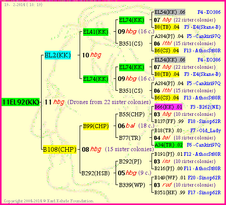 Pedigree of 11EL92(KK) :
four generations presented