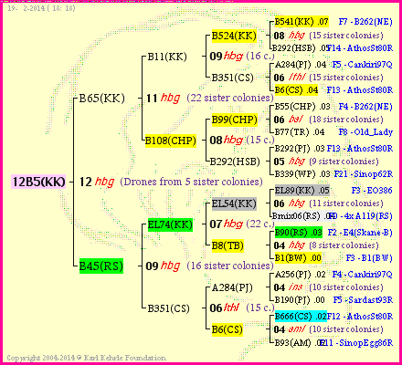 Pedigree of 12B5(KK) :
four generations presented