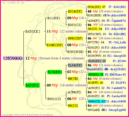 Pedigree of 12B59(KK) :
four generations presented