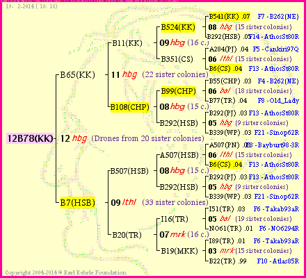 Pedigree of 12B78(KK) :
four generations presented
