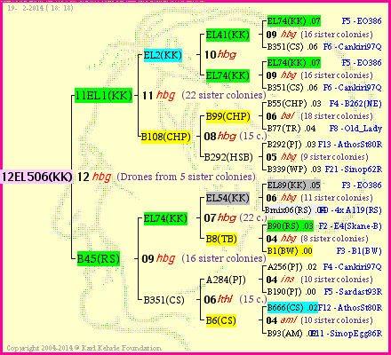 Pedigree of 12EL506(KK) :
four generations presented