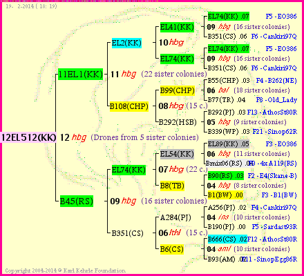 Pedigree of 12EL512(KK) :
four generations presented