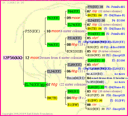 Pedigree of 12P56(KK) :
four generations presented