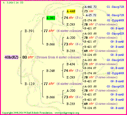 Pedigree of 40b(RZ) :
four generations presented
it's temporarily unavailable, sorry!