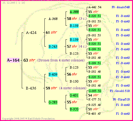 Pedigree of A-164 :
four generations presented