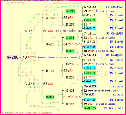 Pedigree of A-200 :
four generations presented