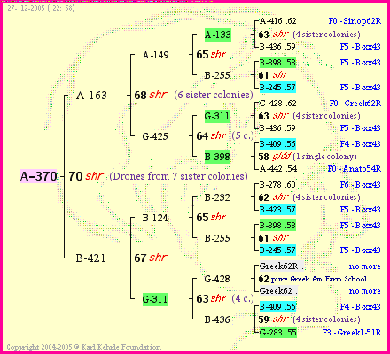 Pedigree of A-370 :
four generations presented