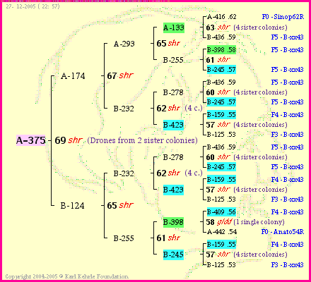 Pedigree of A-375 :
four generations presented