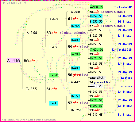 Pedigree of A-416 :
four generations presented