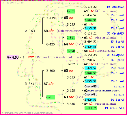 Pedigree of A-420 :
four generations presented