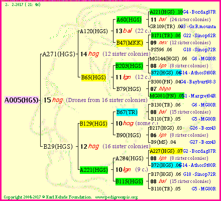 Pedigree of A005(HGS) :
four generations presented