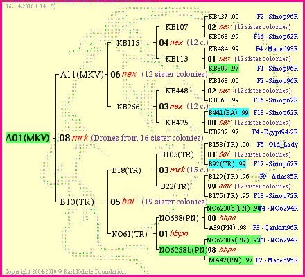 Pedigree of A01(MKV) :
four generations presented