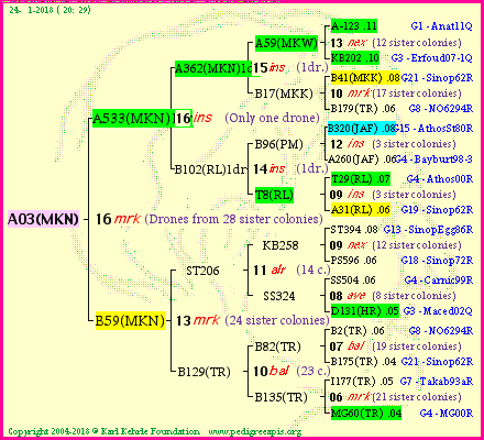 Pedigree of A03(MKN) :
four generations presented