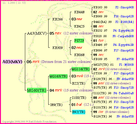 Pedigree of A03(MKV) :
four generations presented