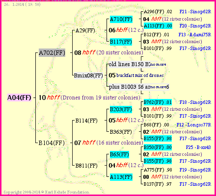 Pedigree of A04(FF) :
four generations presented