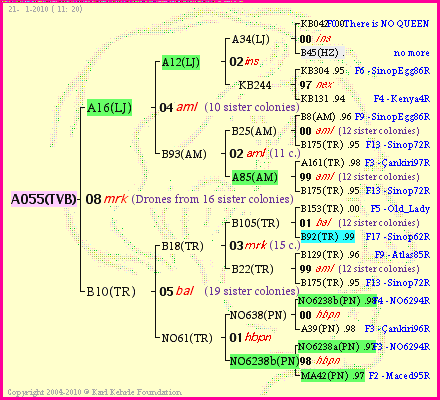 Pedigree of A055(TVB) :
four generations presented