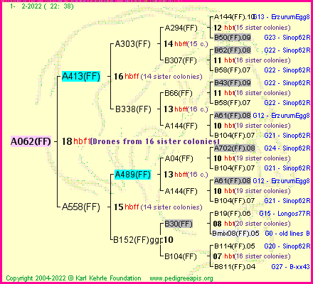 Pedigree of A062(FF) :
four generations presented
it's temporarily unavailable, sorry!