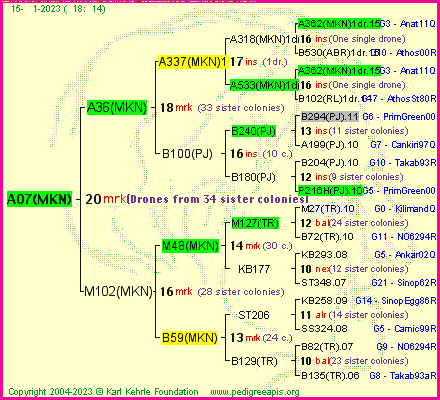 Pedigree of A07(MKN) :
four generations presented
it's temporarily unavailable, sorry!