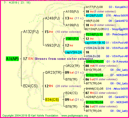 Pedigree of A1(AP) :
four generations presented<br />it's temporarily unavailable, sorry!