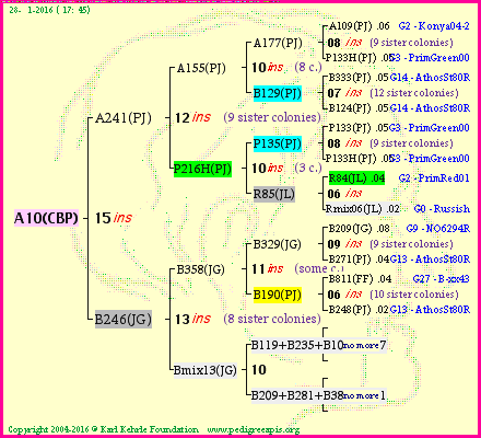 Pedigree of A10(CBP) :
four generations presented