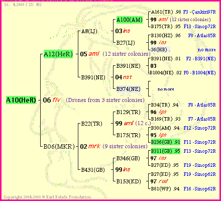 Pedigree of A10(HeR) :
four generations presented