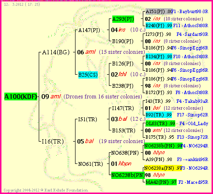 Pedigree of A100(KDF) :
four generations presented