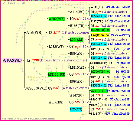 Pedigree of A102(WE) :
four generations presented