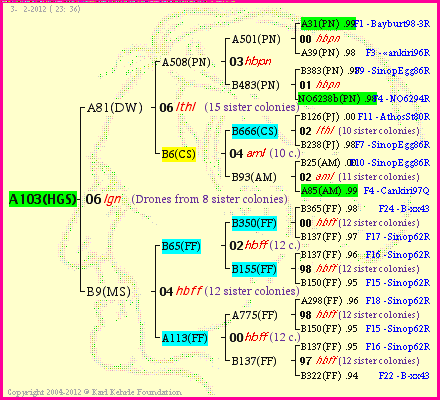 Pedigree of A103(HGS) :
four generations presented