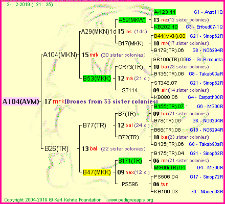 Pedigree of A104(AVM) :
four generations presented<br />it's temporarily unavailable, sorry!