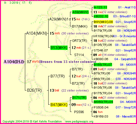 Pedigree of A104(DSJ) :
four generations presented
it's temporarily unavailable, sorry!