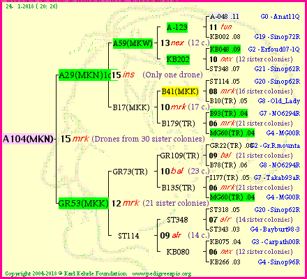 Pedigree of A104(MKN) :
four generations presented