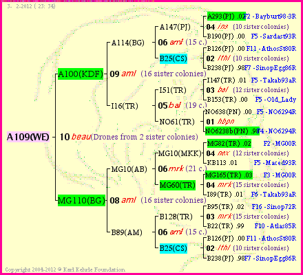 Pedigree of A109(WE) :
four generations presented