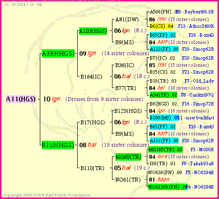 Pedigree of A11(HGS) :
four generations presented