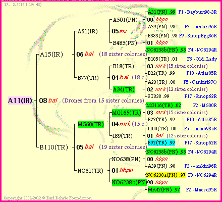 Pedigree of A11(IR) :
four generations presented