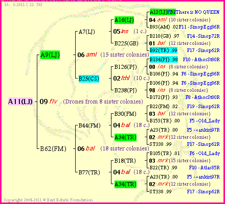 Pedigree of A11(LJ) :
four generations presented