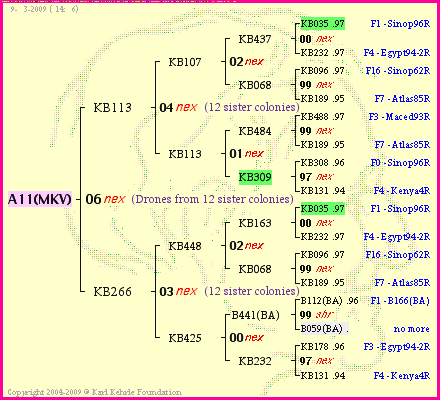 Pedigree of A11(MKV) :
four generations presented