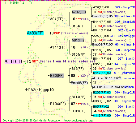 Pedigree of A111(FF) :
four generations presented