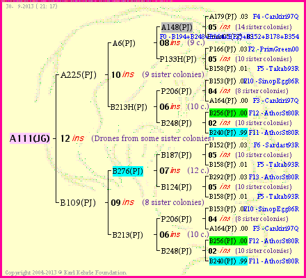 Pedigree of A111(JG) :
four generations presented