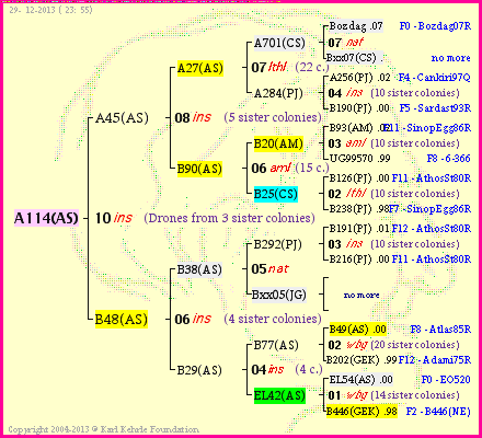 Pedigree of A114(AS) :
four generations presented