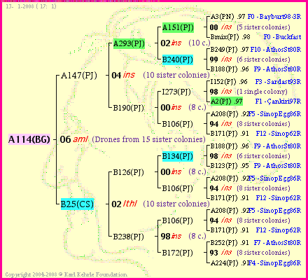 Pedigree of A114(BG) :
four generations presented