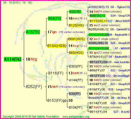 Pedigree of A114(TK) :
four generations presented<br />it's temporarily unavailable, sorry!