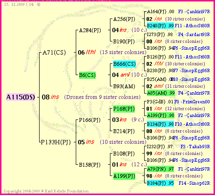 Pedigree of A115(DS) :
four generations presented